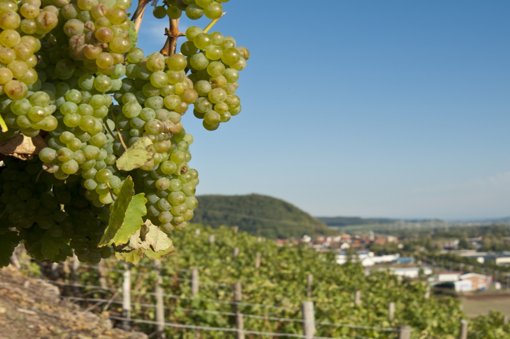 Weinberg bei Ebelsbach am Rande der Haßberge mit Blick auf das Maintal. Foto: Thomas Ochs.