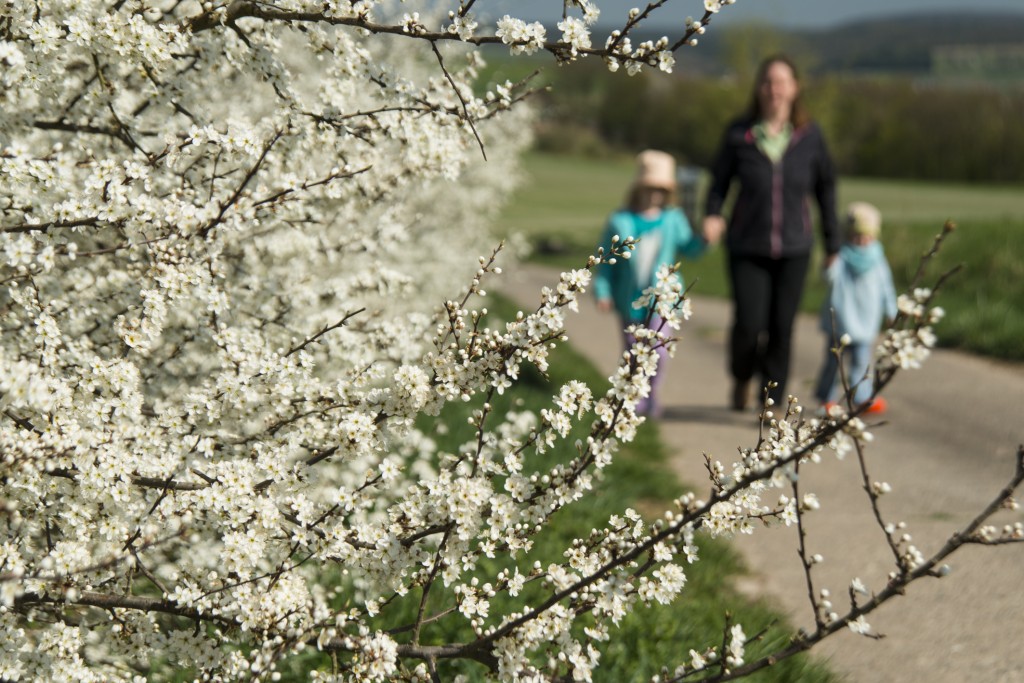 Blühende Schlehenhecke. Foto: Thomas Ochs