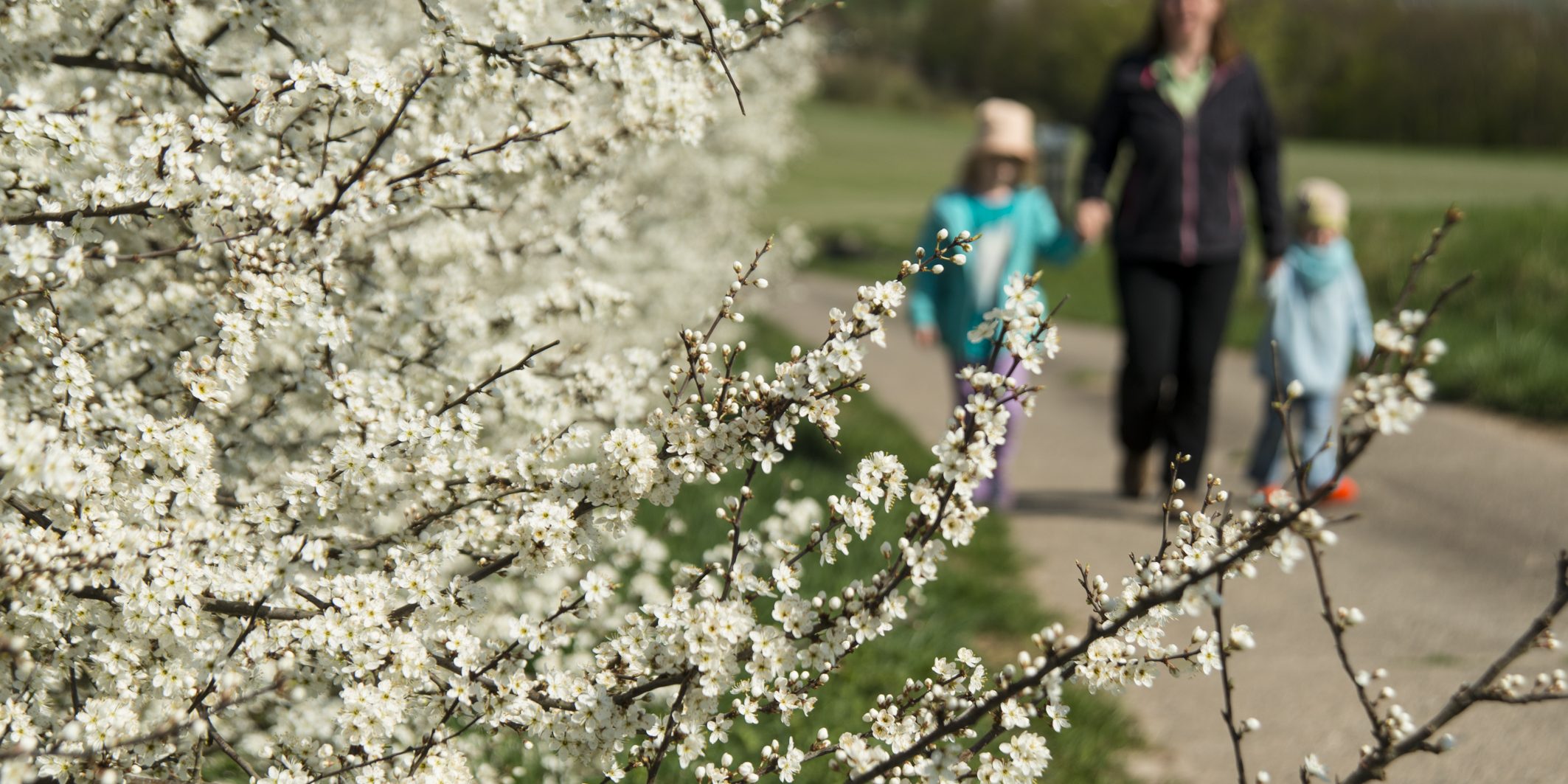 Blühende Schlehenhecke. Foto: Thomas Ochs
