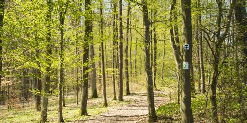 Weipelsdorfer Wald im Frühling. Foto: Thomas Ochs
