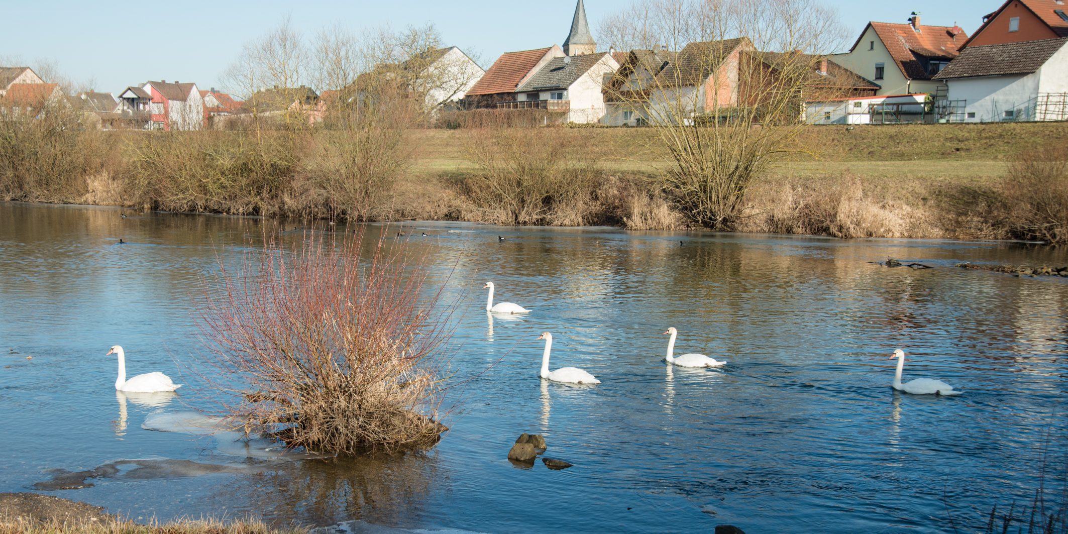 Ochs_Schwäne auf dem Main bei Kemmern Ochs_Schwäne auf dem Main bei Kemmern