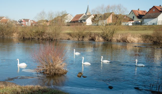 Ochs_Schwäne auf dem Main bei Kemmern