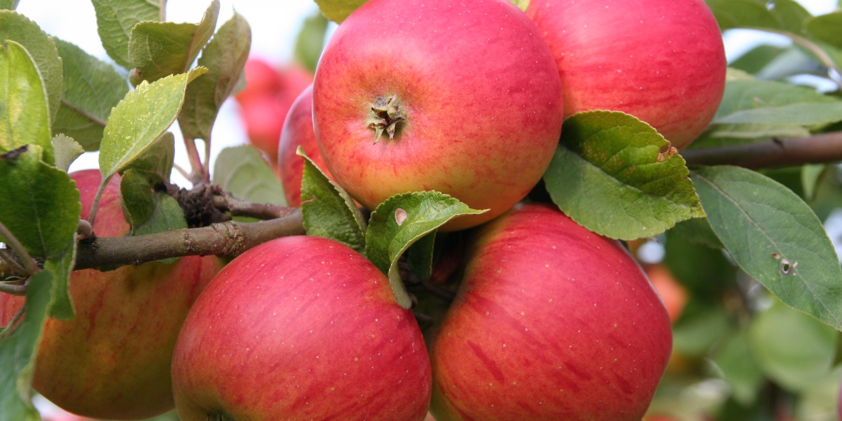 Kreisverband Bamberg für Gartenbau und Landschaftspflege_Frucht Goldparmäne 2 Kreisverband Bamberg für Gartenbau und Landschaftspflege_Frucht Goldparmäne 2