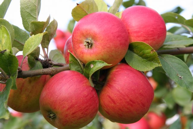 Kreisverband Bamberg für Gartenbau und Landschaftspflege_Frucht Goldparmäne 2 Kreisverband Bamberg für Gartenbau und Landschaftspflege_Frucht Goldparmäne 2