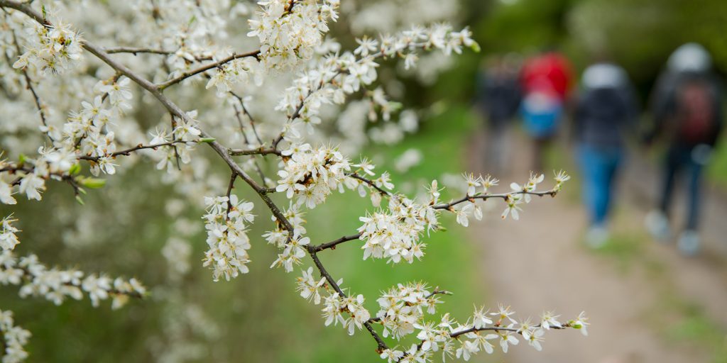 Schlehenblüte im Naturpark Haßberge bei Oberhaid. Foto: Thomas Ochs