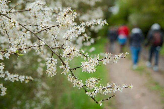 Schlehenblüte im Naturpark Haßberge bei Oberhaid. Foto: Thomas Ochs Schlehenblüte im Naturpark Haßberge bei Oberhaid. Foto: Thomas Ochs