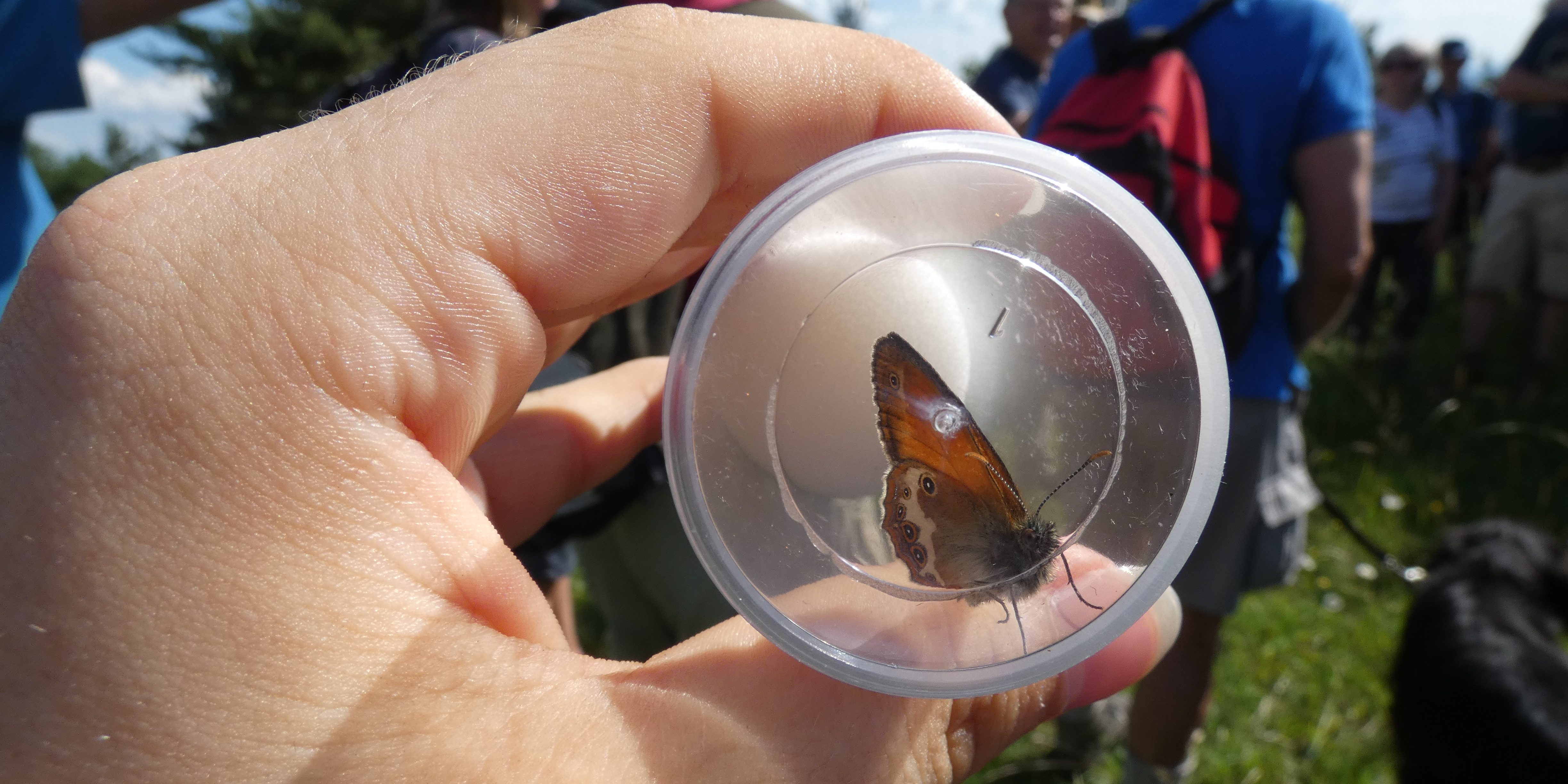 Schmetterlings-Exkursion im Blühenden Jura auf der Friesener Warte bei Hirschaid. Foto: Antonia Hahn