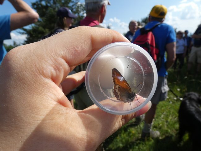 Schmetterlings-Exkursion im Blühenden Jura auf der Friesener Warte bei Hirschaid. Foto: Antonia Hahn Schmetterlings-Exkursion im Blühenden Jura auf der Friesener Warte bei Hirschaid. Foto: Antonia Hahn