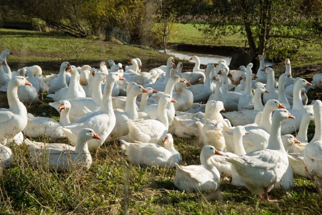 Gänse an der Aisch bei Hallerndorf. Foto: Thomas Ochs