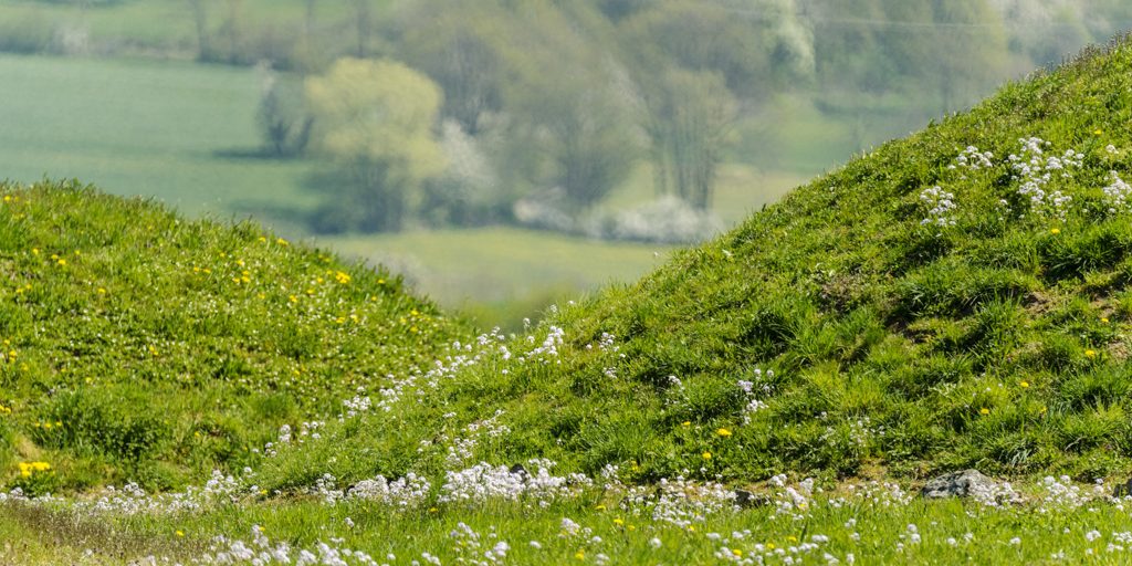 Frühkeltisches Grabhügelfeld bei Litzendorf. Foto: Andreas Hub