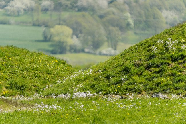 Frühkeltisches Grabhügelfeld bei Litzendorf. Foto: Andreas Hub
