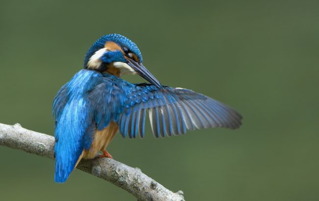 Eisvogel_MDorsch_FlussparadiesFranken