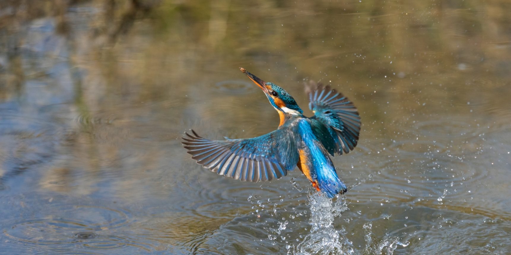 Der Eisvogel taucht ins Wasser, um Fische zu fangen. Foto: Andreas Gehrig.1 Der Eisvogel taucht ins Wasser, um Fische zu fangen. Foto: Andreas Gehrig.