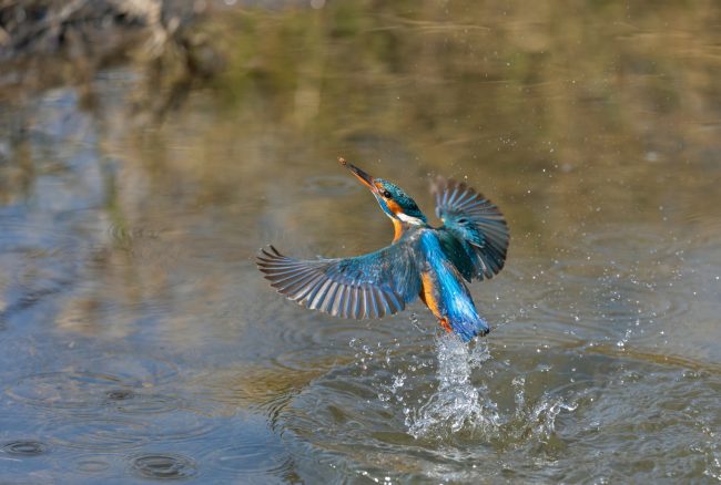 Der Eisvogel taucht ins Wasser, um Fische zu fangen. Foto: Andreas Gehrig.